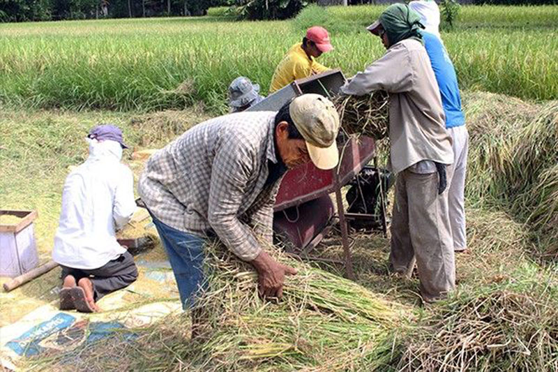 Farmers dangle P20/kg rice as bargaining chip in bid for subsidies, repeal of tariffication law