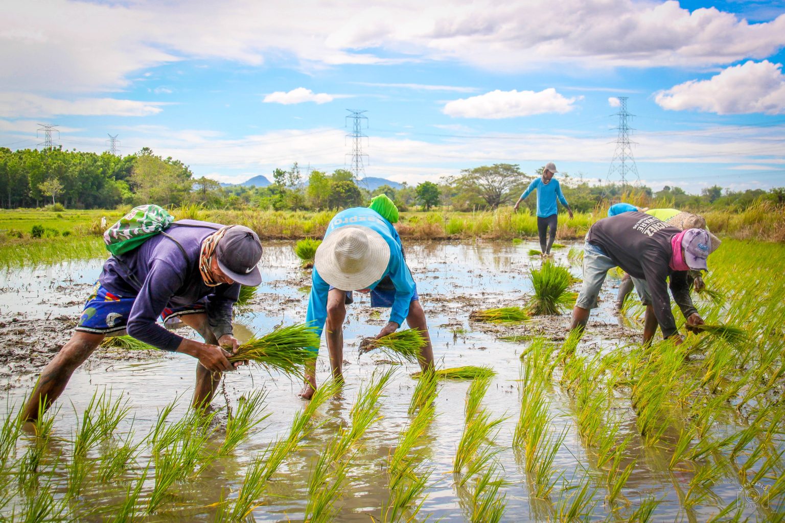 Rice remains sufficient &ndash; DA