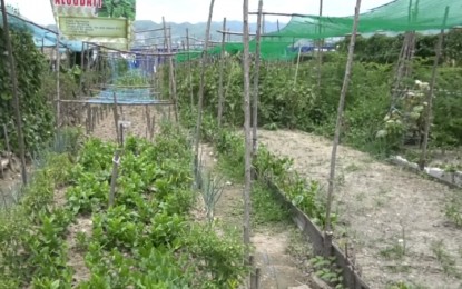 Task force formed to train Cebu City residents in farming