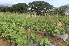Prisoners to reap benefits of joint DA and DOJ Project