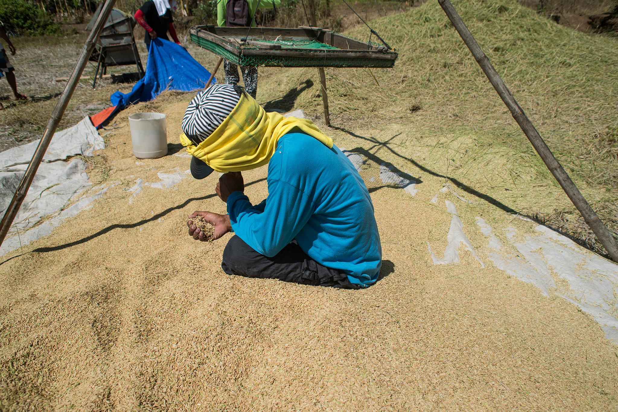 SINAG seeks to extend MOA with NFA on palay procurement