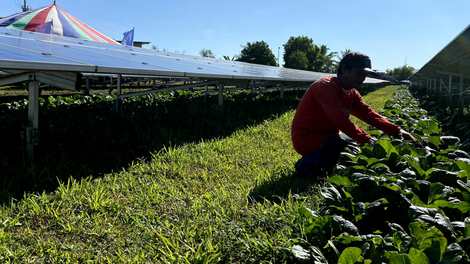 Tarlac pechay farmers sharing site with solar farm harvest 5,000 kg
