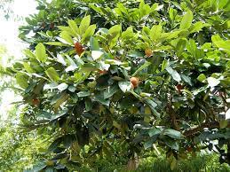 5 Philippine native tree windbreaks to save your crops from strong typhoon winds