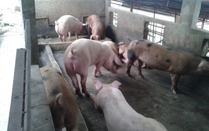 P4.7-M swine artificial insemination facility to rise in Albay