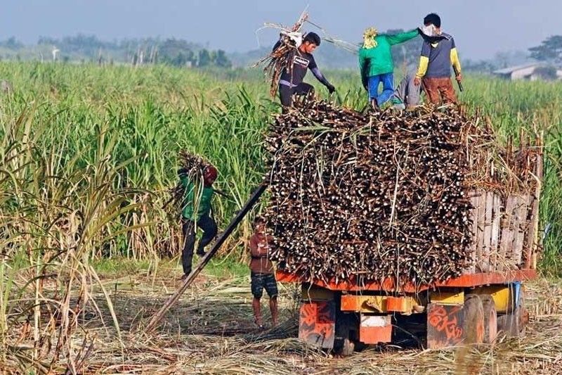 Direct importation will kill sugar industry &ndash; lawmaker