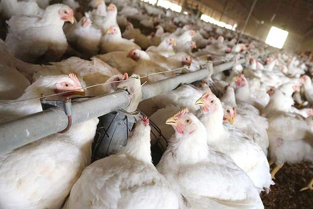 Small farmers to receive up to P2.5 million in livestock, poultry-growing grants