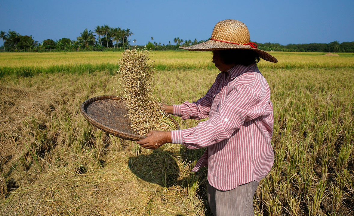 DA sets best-case scenario for palay output at 20 million MT
