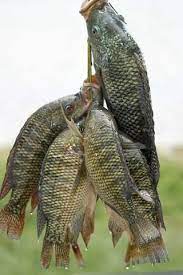 Fresh catch: Commercially caught freshwater fish in the Philippines