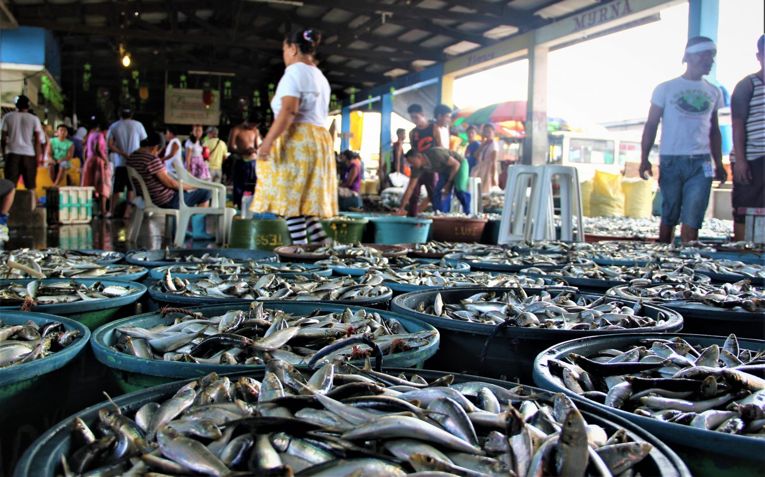 Sardine supply not a problem