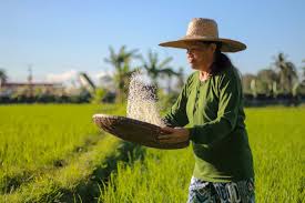 Palay fetches higher price; Pinoy rice farmers happy