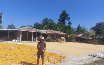 SMC helps boost incomes for local corn farmers via direct buys
