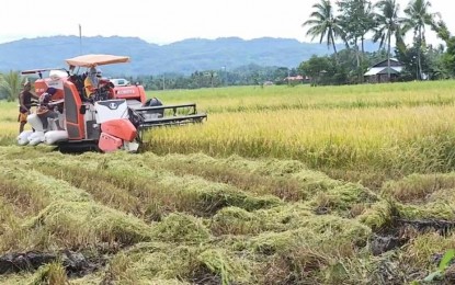 NFA buying price for palay serves as benchmark for traders in Antique