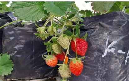 La Trinidad farmers urged to adopt elevated strawberry farming