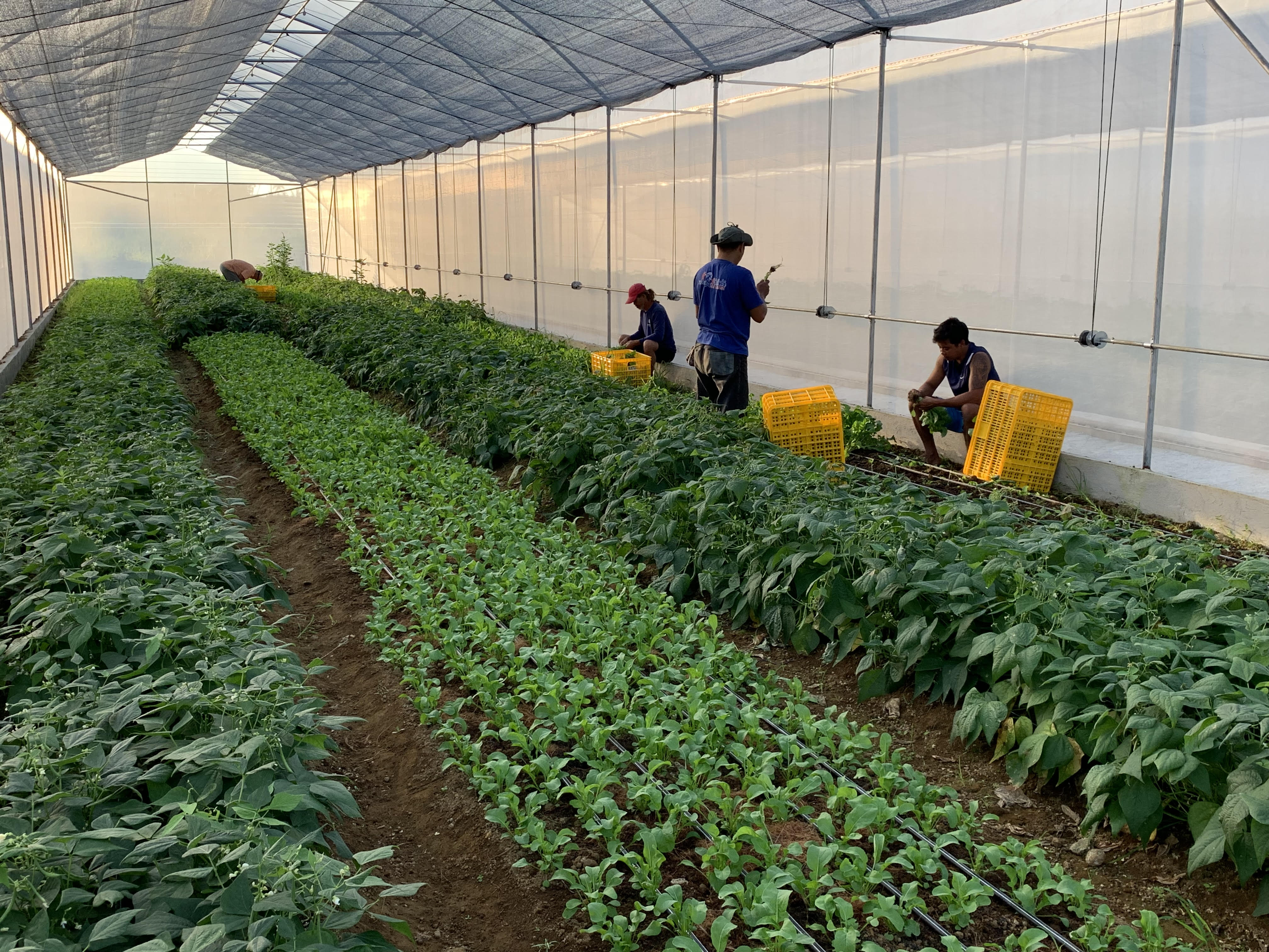 Korean organization shares agriculture technology with local farmers