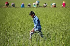Farmers in India wrestle with shift to eco-friendly methods