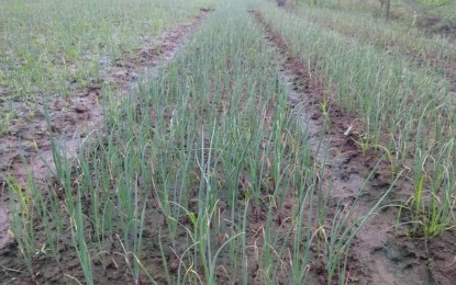 Solon wants more subsidies, modernization for agri stimulus