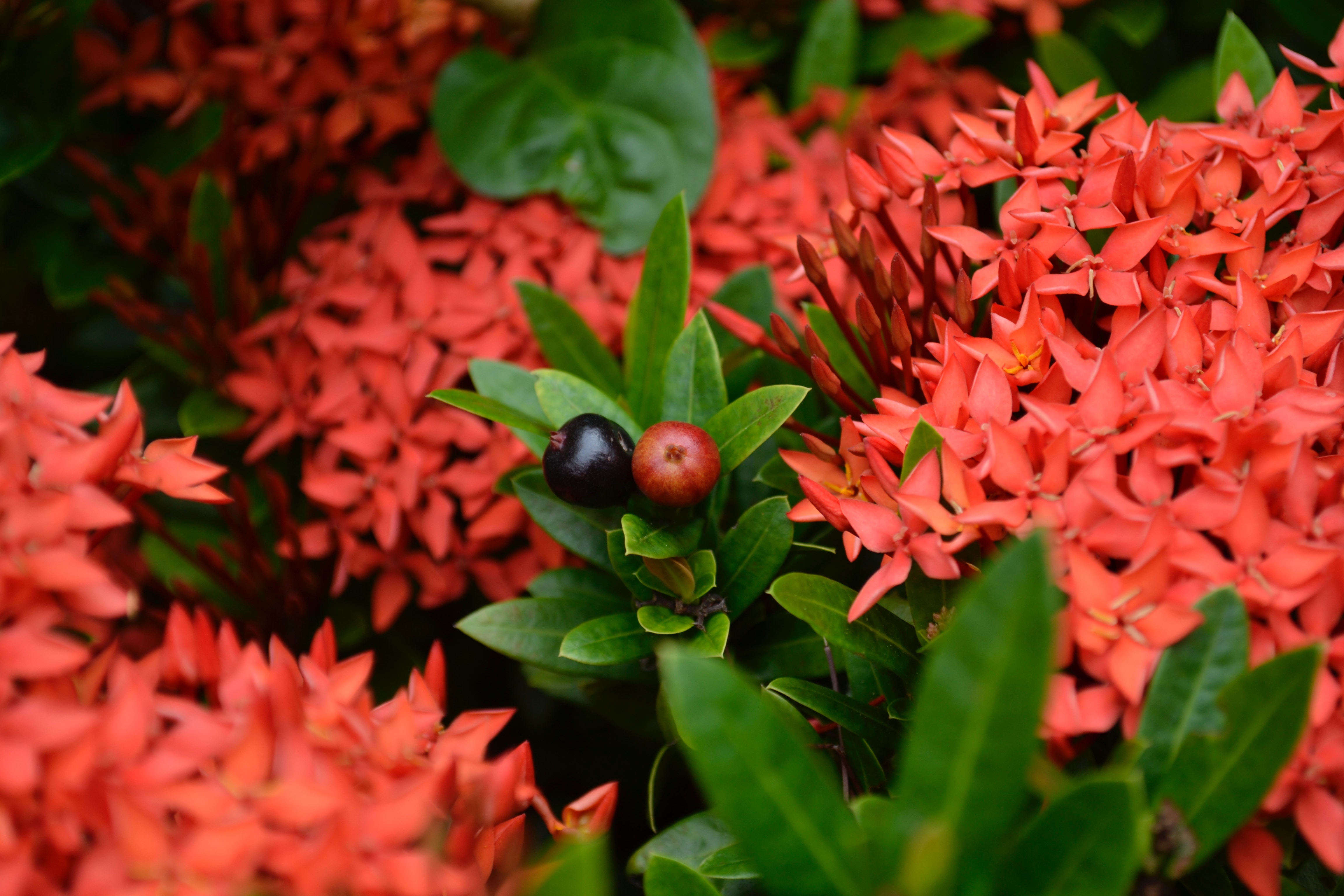 Pollinator magnets: Five plants to attract pollinators to your garden
