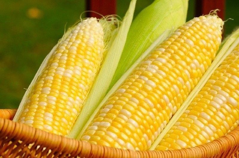 Retain 5% corn tariff &ndash; feed millers