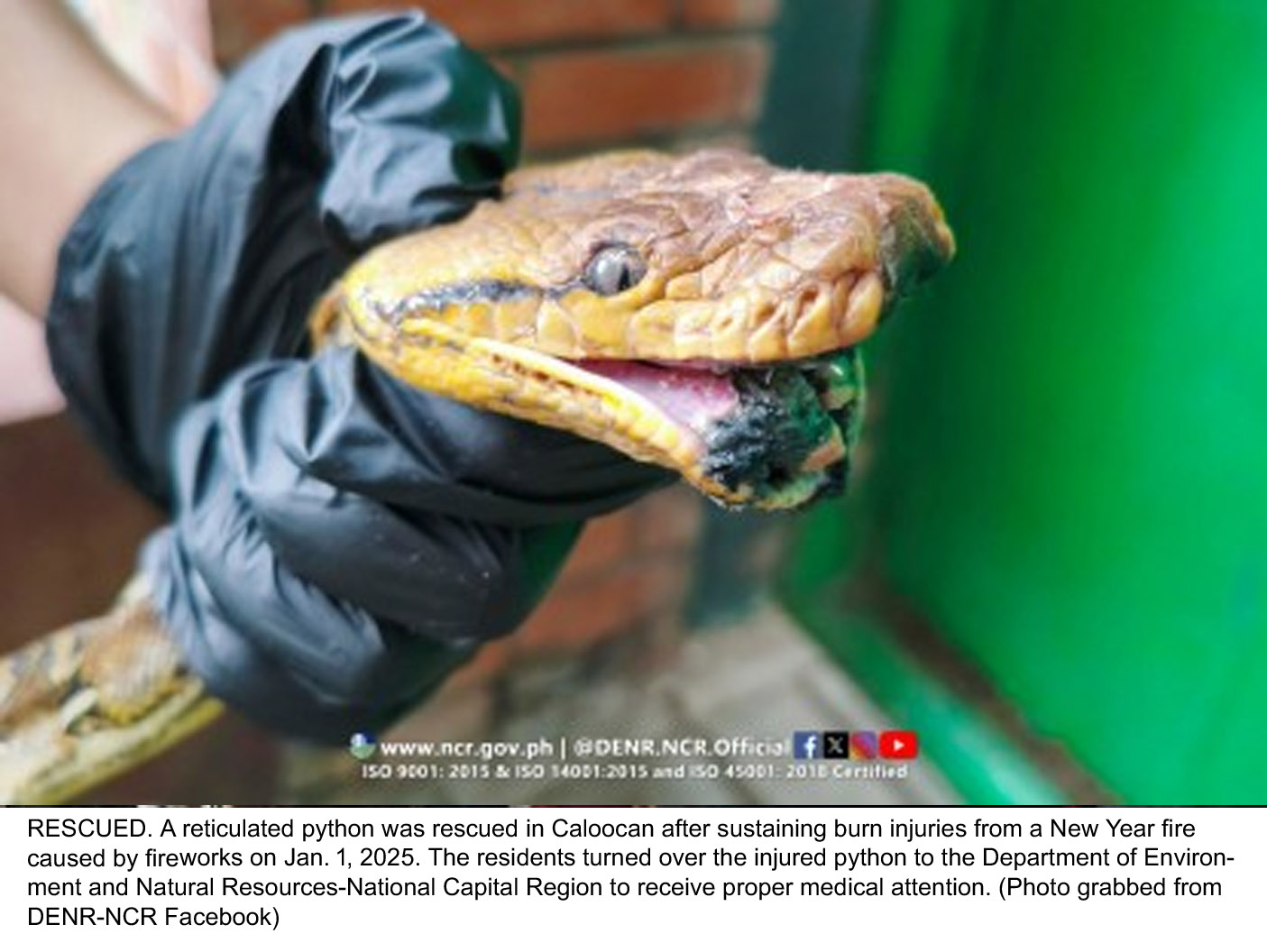 Injured Python Saved After New Year Fire, Transferred to DENR for Treatment