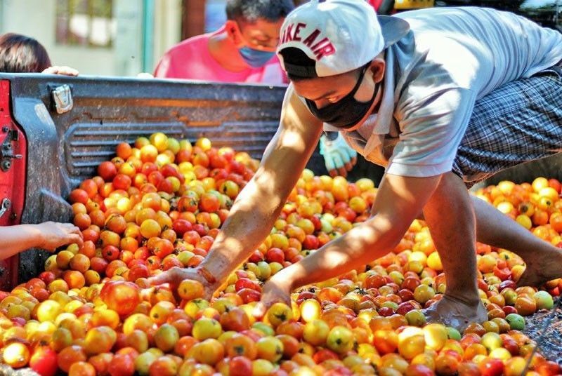 Farmgate price of tomatoes drops to P3-P5/kilo &ndash; DA