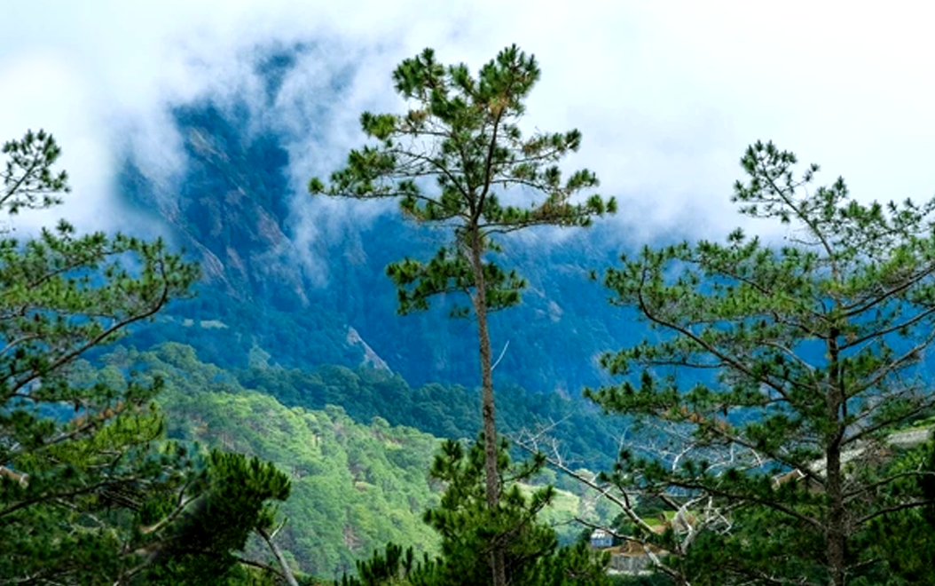 Foundation urges planting of more trees to combat global warming