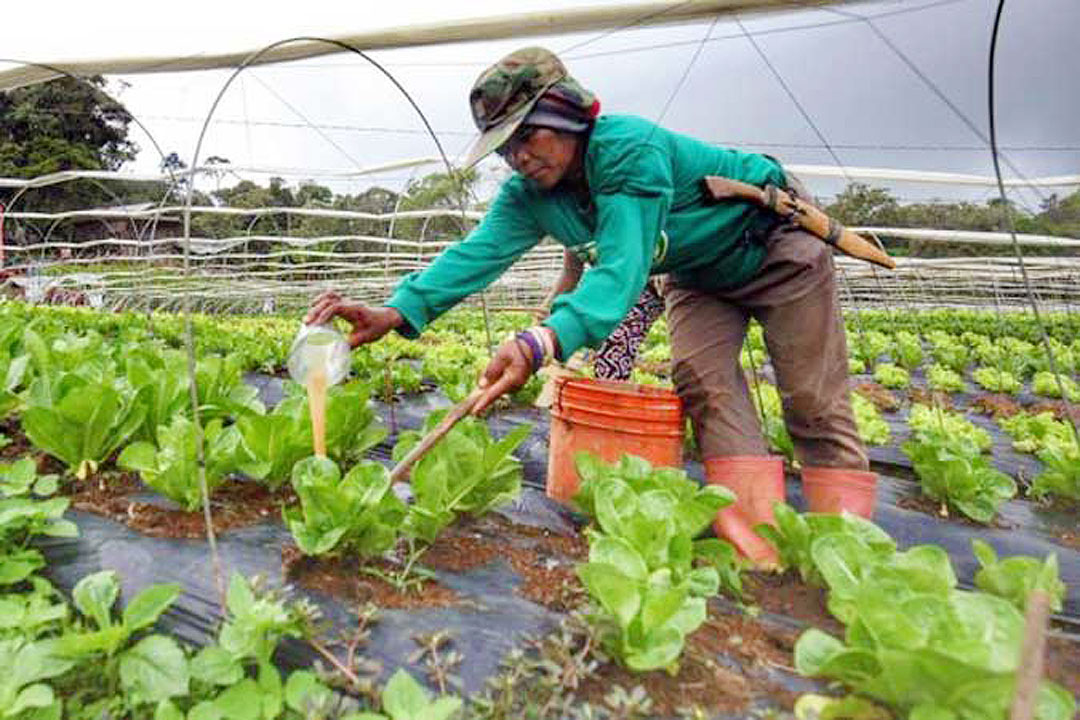 Direct-sale model comes for middlemen in produce trade