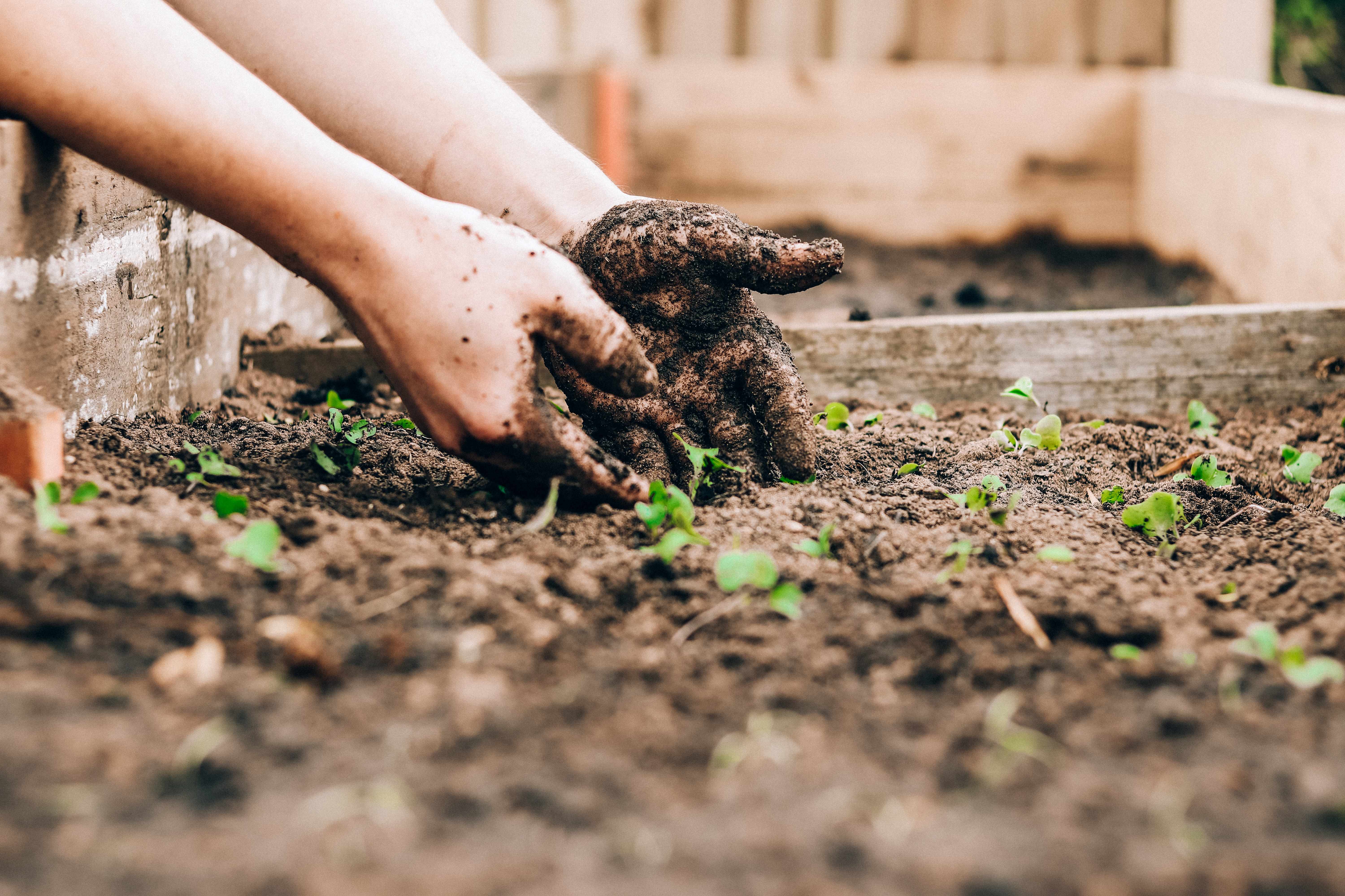 Seeds vs. Cuttings: The advantages and disadvantages of propagating through seeds and cuttings