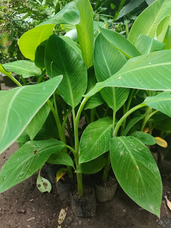 A green bank: No plant is too rare or too exotic for this Los Ba&ntilde;os plant nursery