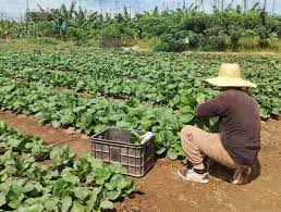 Pechay by golly wow: Vice-mayor&rsquo;s aide proves sideline farming is profitable
