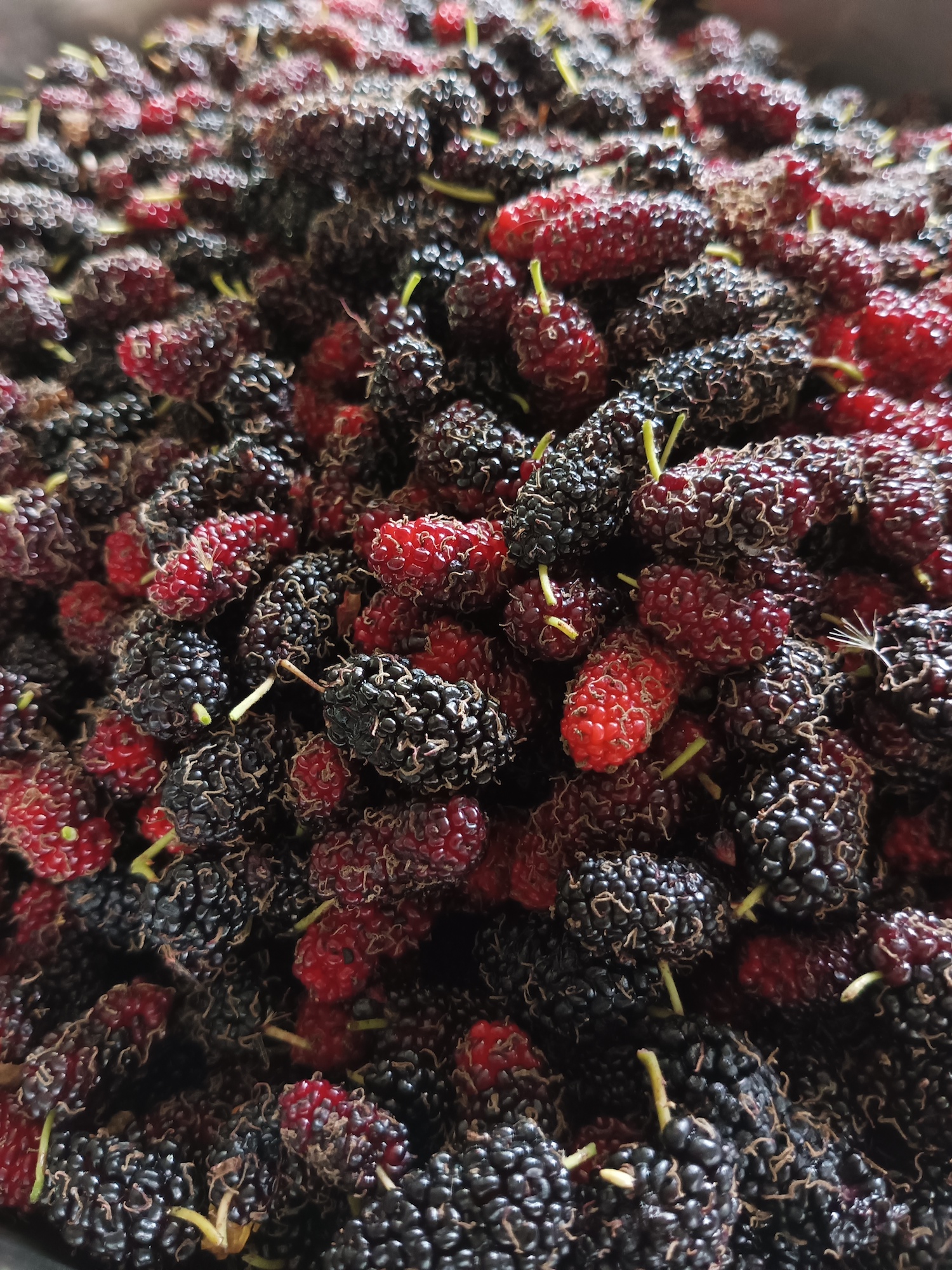 Berry good: Isabela grower cultivates mulberries and turns them into jam