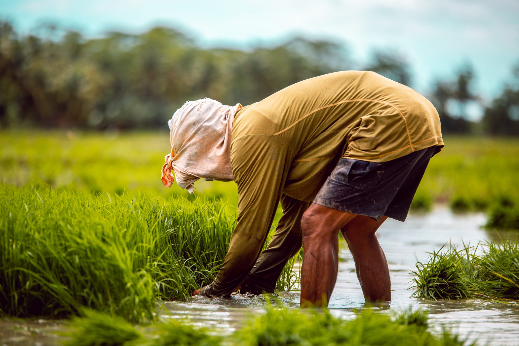 DA National Rice Program continues to provide aid to cushion expensive production costs