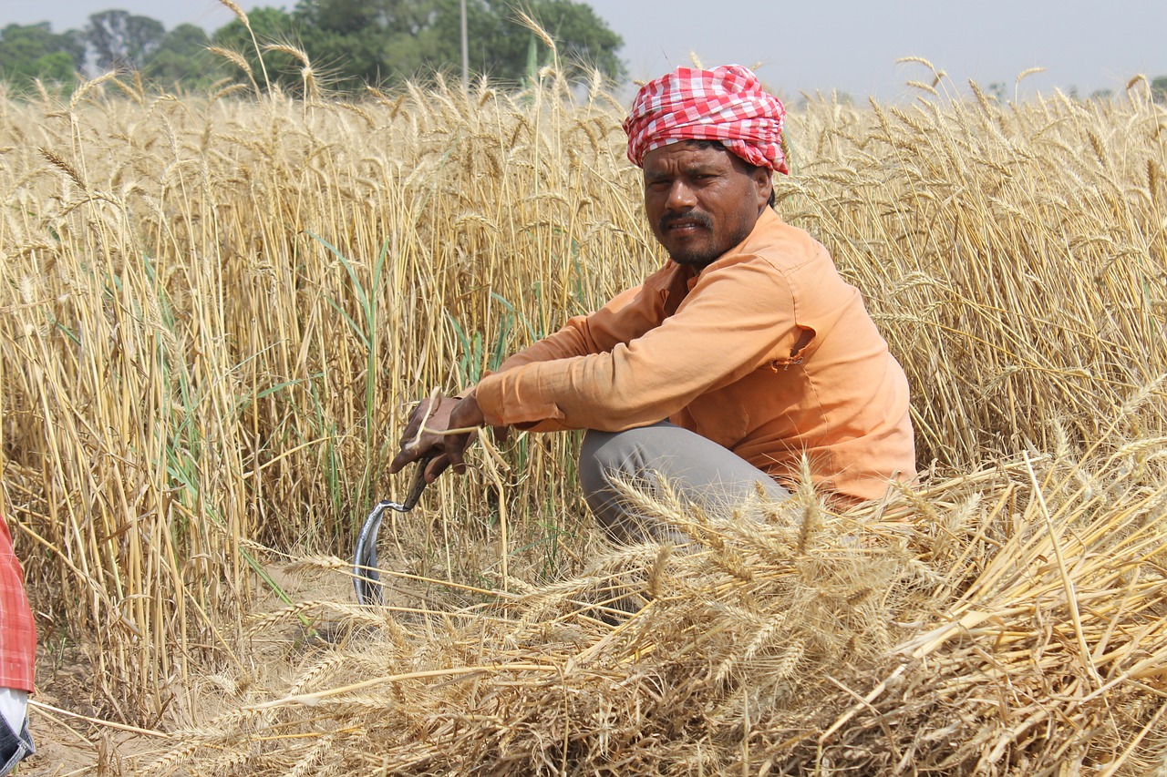 India&rsquo;s farmers wrestle with shift to eco-friendly agriculture