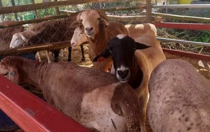 Batangas, Oriental Mindoro farmers receive dairy goats