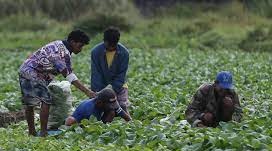 Farm output down 0.3% in third-quarter