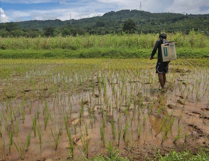 Rice retail price up P6/kilo from last month