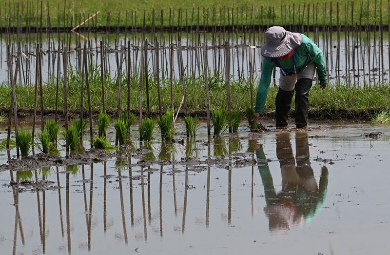 Marcos optimistic about rice price stabilization as harvest starts