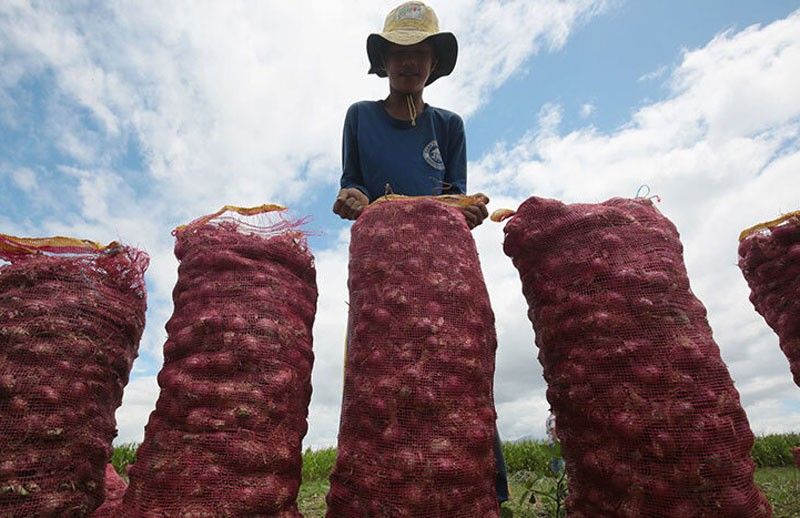 Onion farmgate price drops to P47/kilo