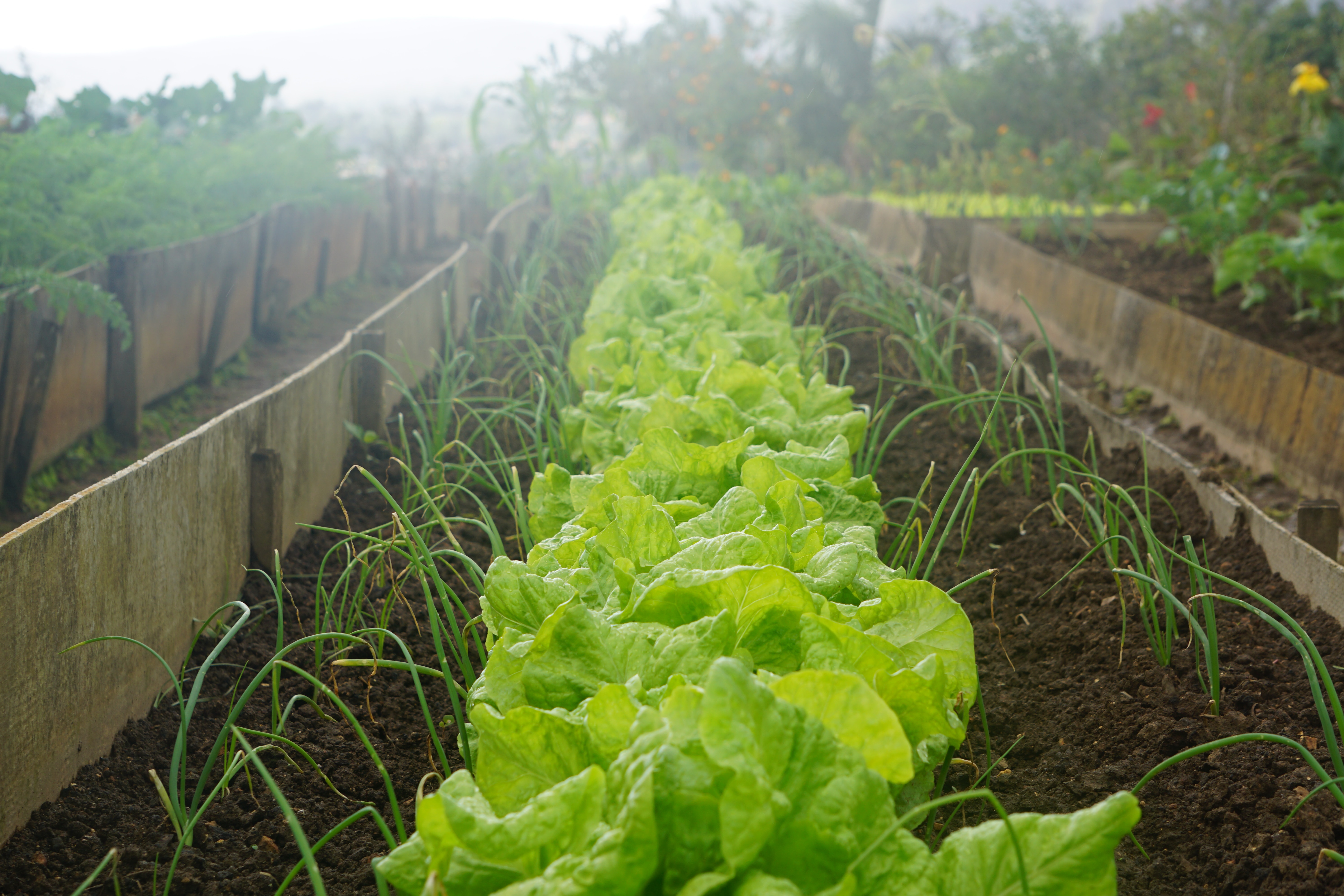 Improving soil health and increasing yield through intercropping