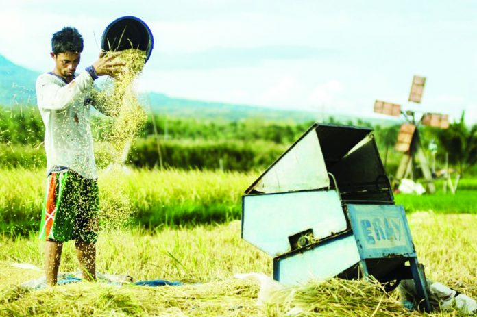 NFA begins purchase of &lsquo;palay&rsquo; from NegOcc farmers