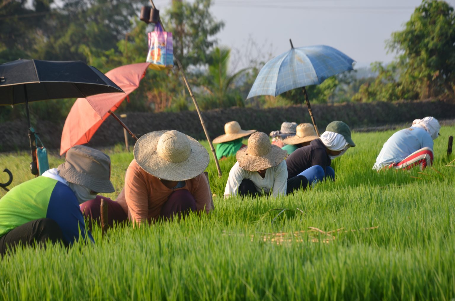 Over 408K agri-stakeholders benefit from DA-ACPC loans, new law to benefit more