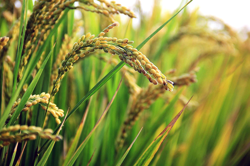 DA calls for responsible rice consumption