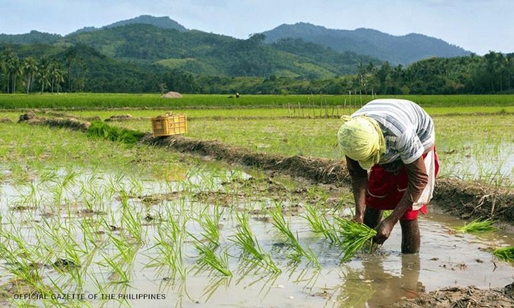 Solon files bill seeking to keep rice affordable, profitable for farmers