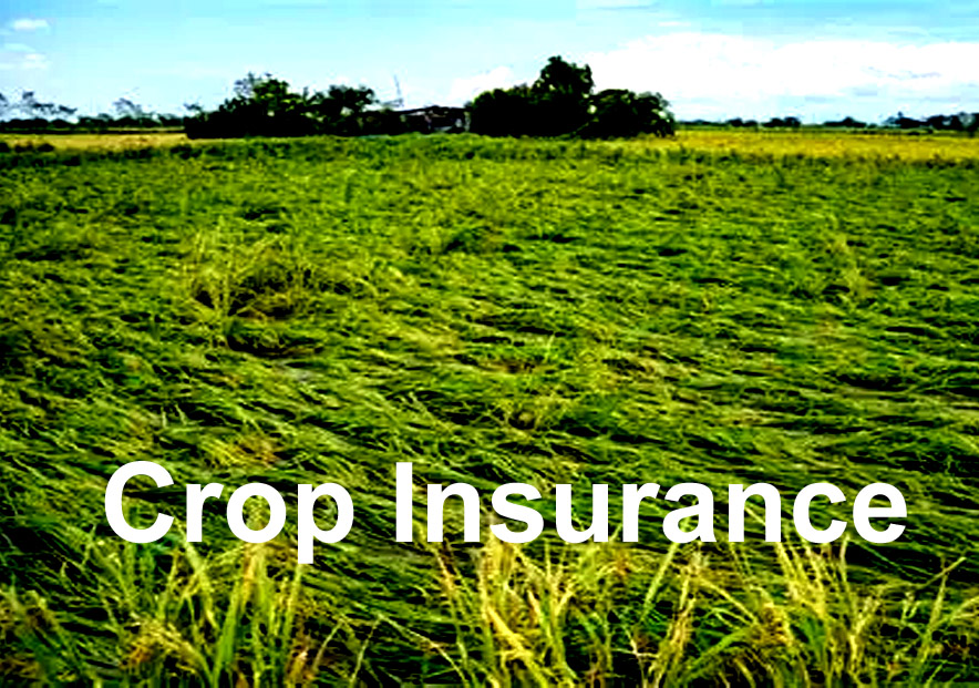 Lawmakers Champion Climate-Resilient Insurance to Shield Filipino Farmers from Disasters