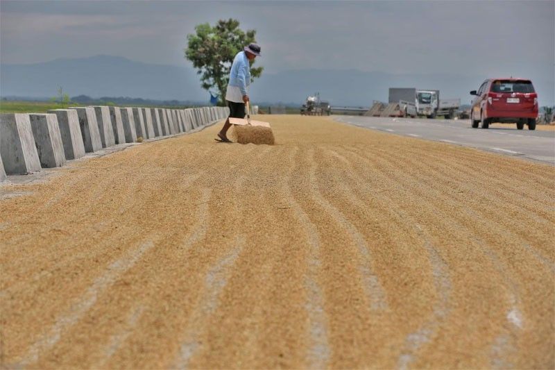 Philippines urged to shore up local rice production