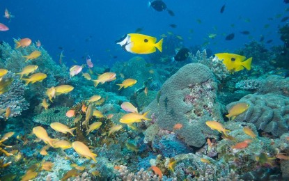 BFAR links with 13 Southern Leyte areas for sustainable fishing