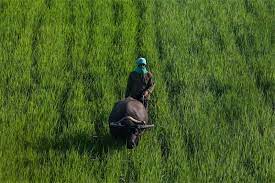 BSP backs bill seeking easier credit for farmers