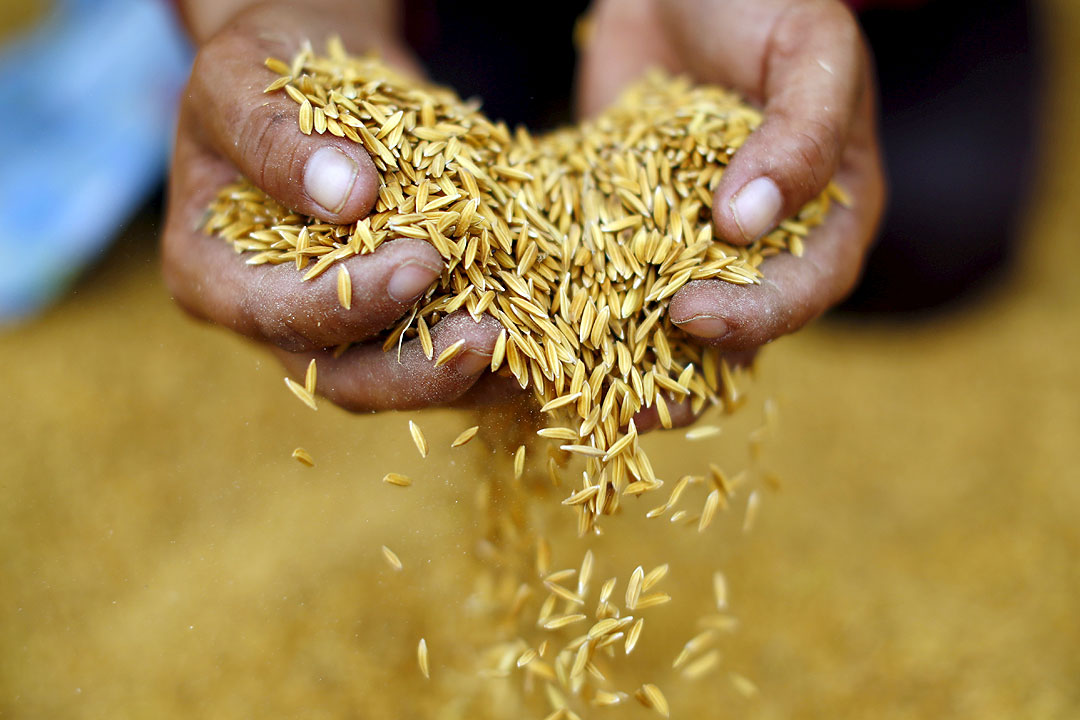 Palay farmgate prices up 2.1% in March
