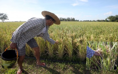 Calabarzon LGUs urged to participate in Masagana rice initiative
