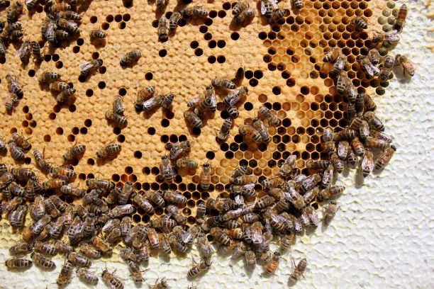 AgriRecovery funding will help beekeepers rebuild their operations
