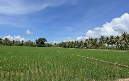 Marcos admin allots P197.84-B for agri sector in 2024